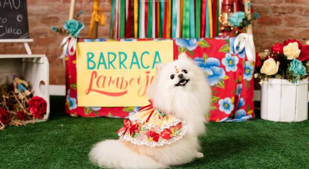 Eventos de Arraiá Padaria Pet Campinas