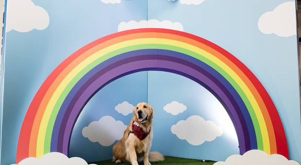 Eventos de PETDAY GALLERIA SHOPPING - PICTURE SPOT