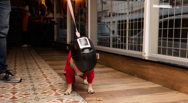 Eventos de HALLOWEEN PADARIA PET