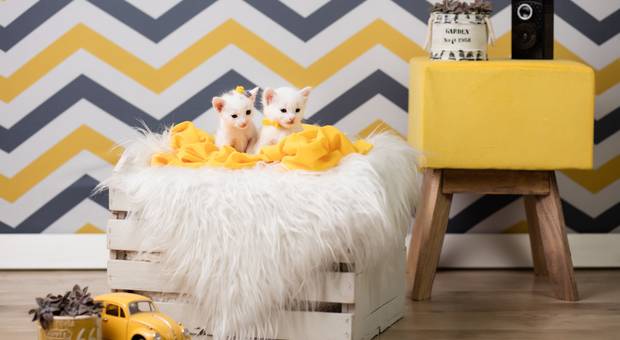 Ensaios Estúdio de NEW BORN PET - Gatos