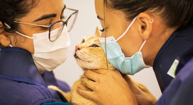 Marca Pessoal de Catus Medicina Felina - 2021