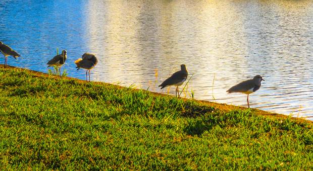 Natureza de Animais
