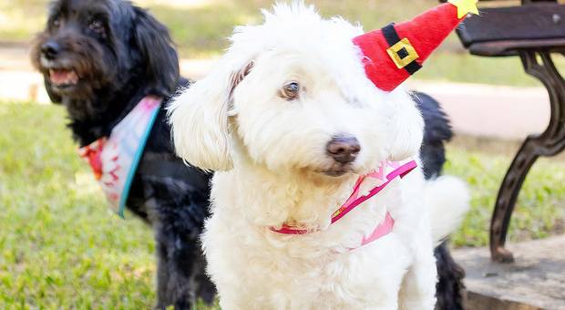 Natal de Ensaio Natal 2025 - Chanel e Cici