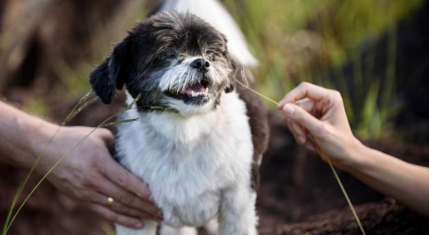 Externo de Carla, Max e Belinha 