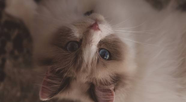 Pet of Pets - Mussum 