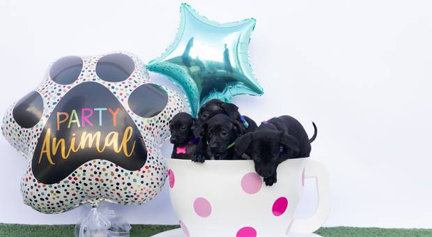 Ensaios pets de Animal Party!