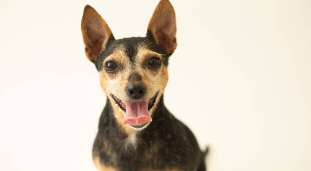 Ensaios pets de Ensaio da Larica e Garrincha