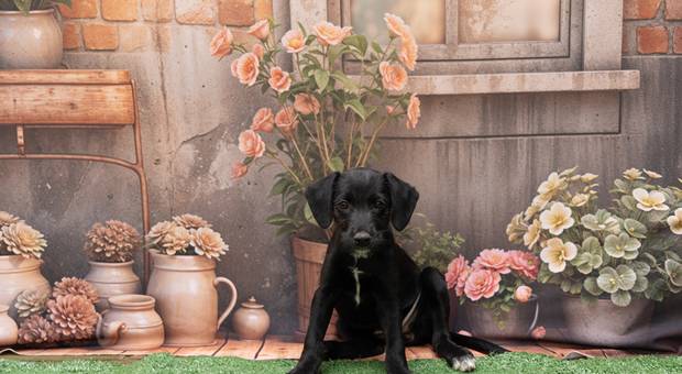 Ensaios pets de Filhotes que dão trabalho para tirar fotos!