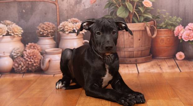 Ensaios pets de Lindos filhotes pretos