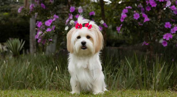 Ensaios pets de Ensaio externo da Lolla