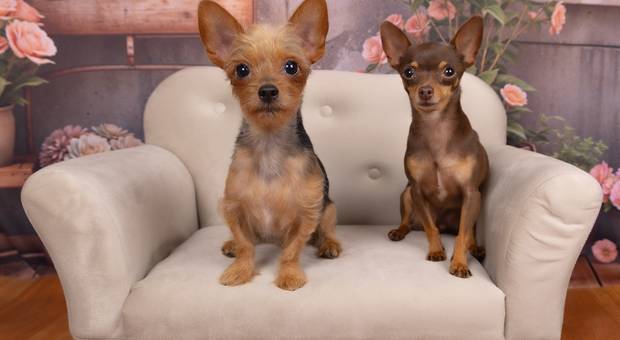 Ensaios pets de Meus pets