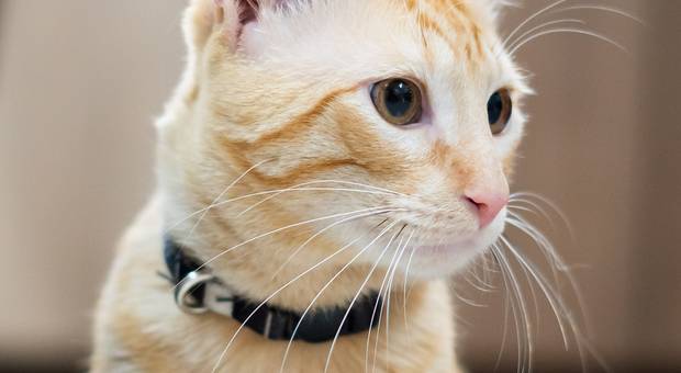 Pet de PetShop Panda