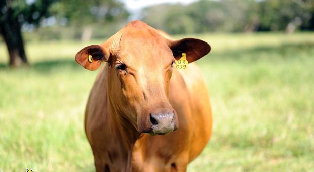 Eventos Corporativos de Fazenda Brasil - Senepol