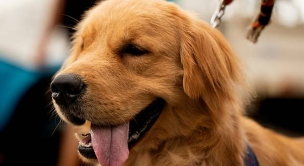 EVENTOS de EVENTOS PET