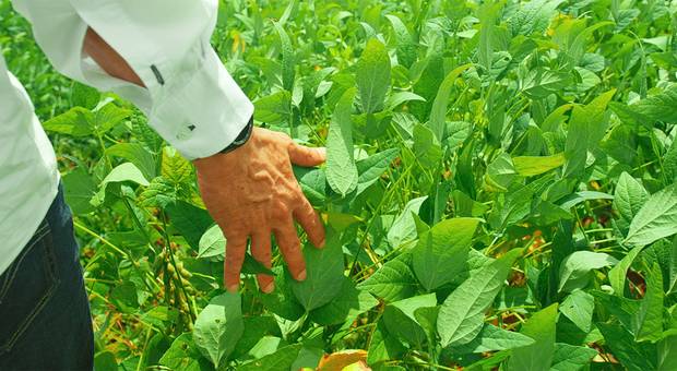 Vídeos Publicitários de Somos Toagro | Toagro Agronegócios