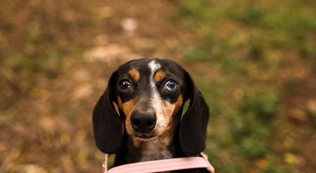 Pré Casamento de Ensaio Gabi e Dani