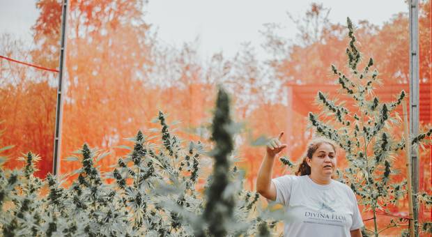 Shows/Eventos de Divina Flor + Marcha da Maconha + Associação do Reggae MS