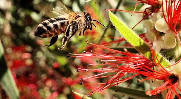 Casamentos de teste agendamento