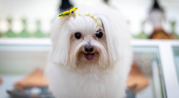 Outros Serviços de Pets