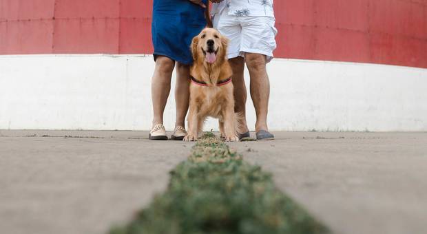 Ensaio Pet de JANE, ROCHA E MIUCHA