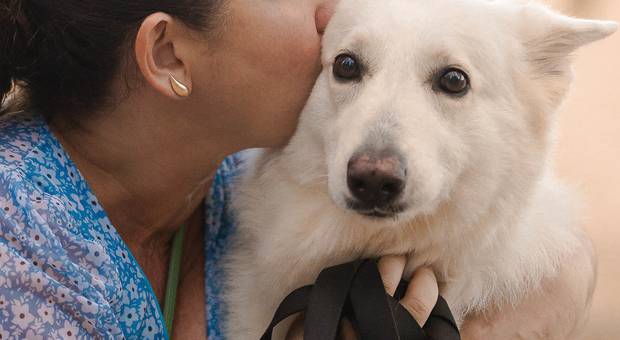 Ensaio Pet de Clarinha - Pastora Branca Suíça