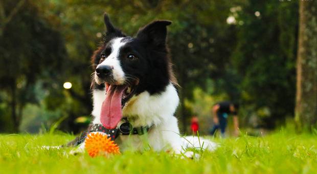 Border Collie de Luna