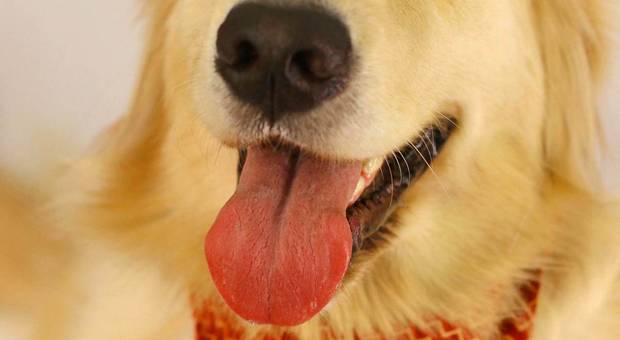 Golden Retriever de Natal divertido da Filó