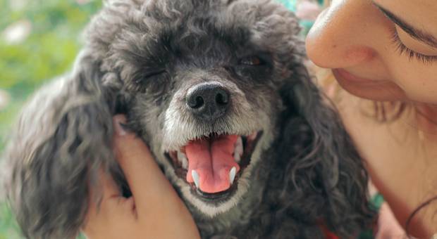 Poodle de Lully