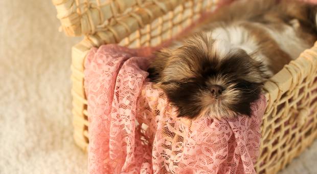 Shih Tzu de Milly
