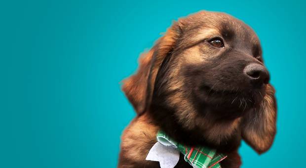 Calendário Dog Models de Calendário 