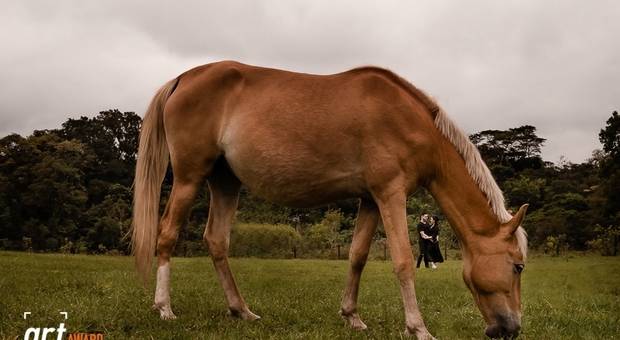Premiadas de FINEART ASSOCIATION - Fotografia de Casamento (ensaio) - 2022