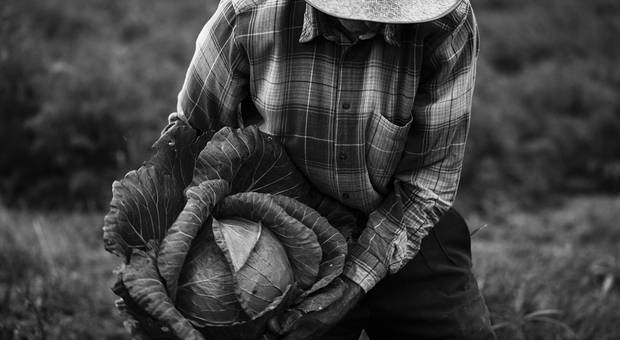 investigações culturais de AgroCultura