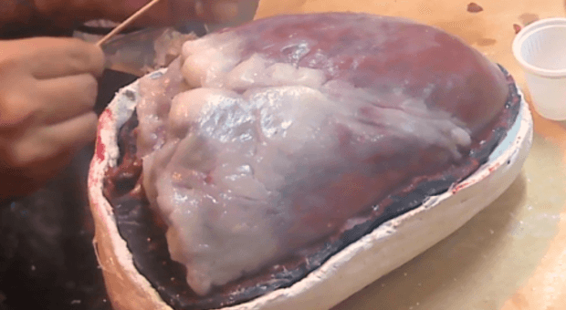 Teatro de Coraçao de Boi