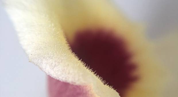 ensaio de bem de perto