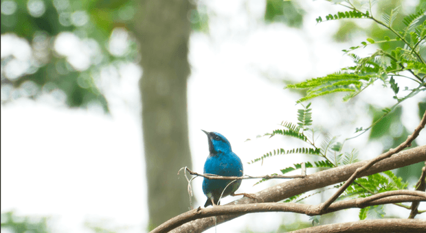projeto de villa tasca