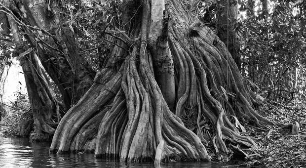 Projetos Autorais de Raizes