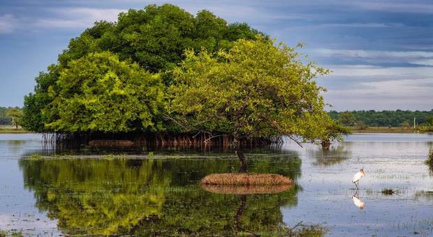 Projetos Autorais de Ilha do Marajó