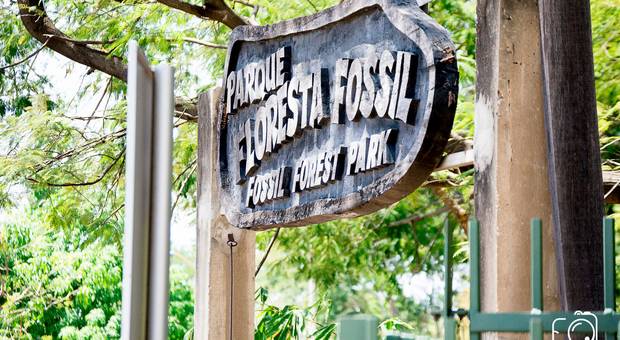 Publicidade de Floresta Fóssil | Curso de Biologia UFPI