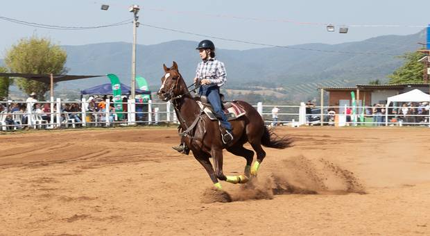 haras-vale das pedras de Haras vale das pedras