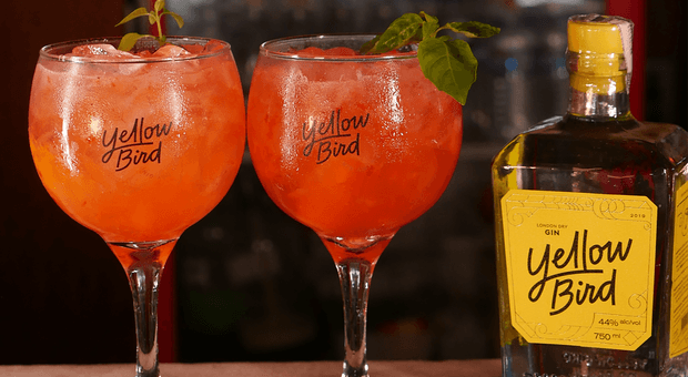 Conteúdo para Instagram de Yellow Bird