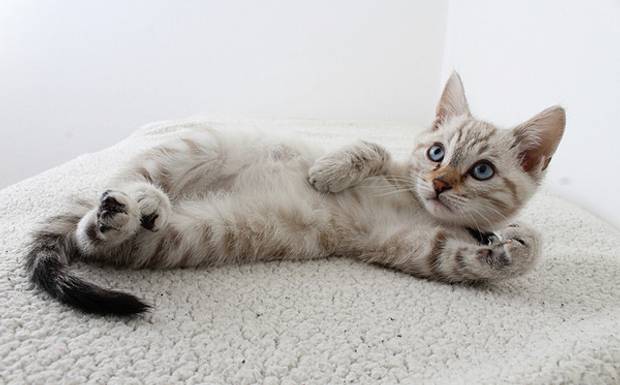 FOTOGRAFIA PET - VENDA OU DOE MUITO MAIS FACIL E RAPIDO SEUS PETS