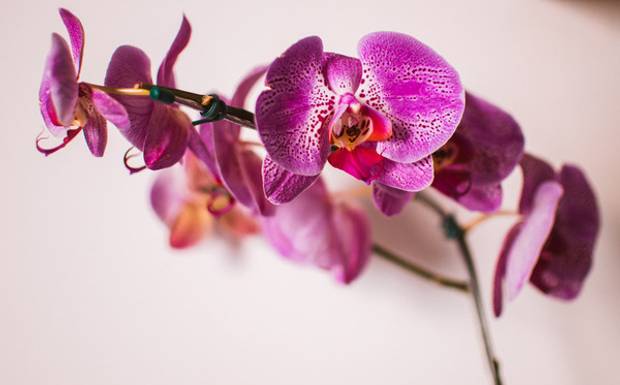 12 Dicas Para Tirar Fotos Profissionais com Celular Android 