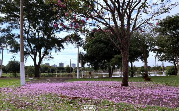 Dourados em Flor: A Crônica de uma Cidade que se Veste de Ipês
