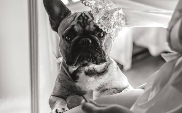 { momento fofura } Não resistimos a um doguinho no casamento...
⠀