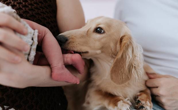 Cachorro e bebê: como preparar o primeiro encontro e construir uma convivência tranquila