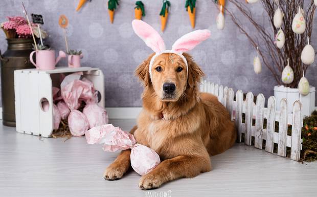 Tem ovo bom pra cachorro?