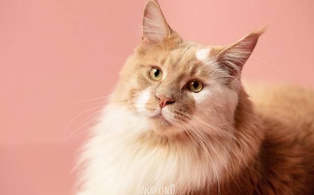 Dia do Gato? 5 idéias para você comemorar