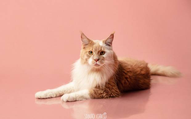 Guia para ensaio com Gatos - 6 dicas para uma sessão incrível!