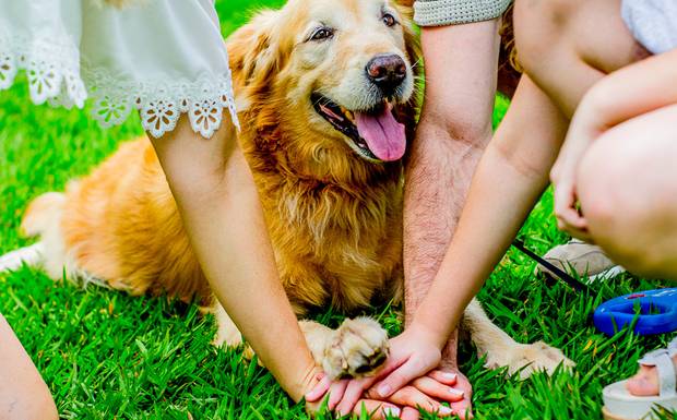 Ensaio Pet: eternize seu bichinho de estimação