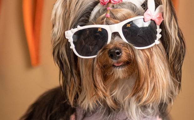 Páscoa Pet: Celebre a alegria com seu pet!
